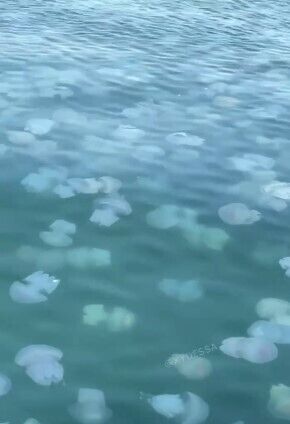 В Одесі знову з'явилися великі медузи
