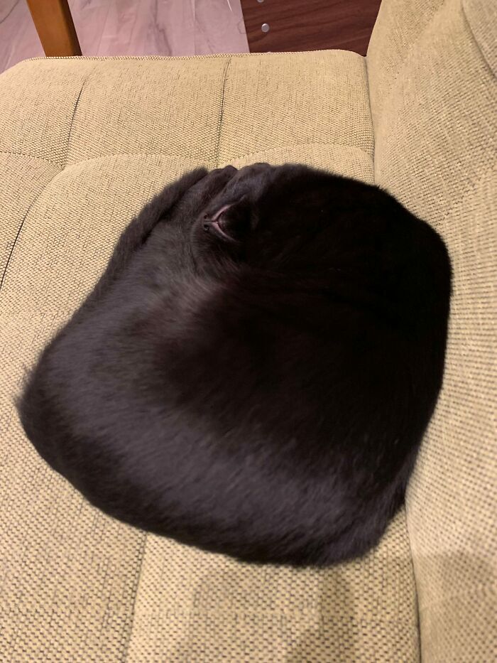 Кот напоминает квадратную подушку.