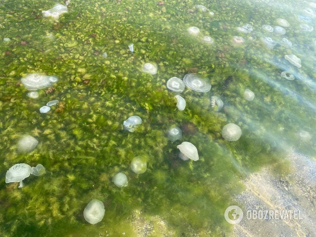 Черное море атаковали медузы
