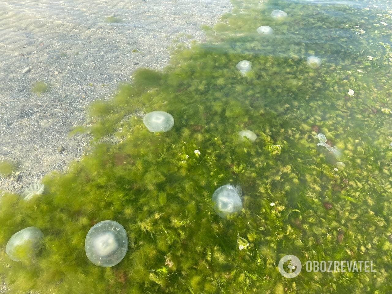 Большие медузы и водоросли в море
