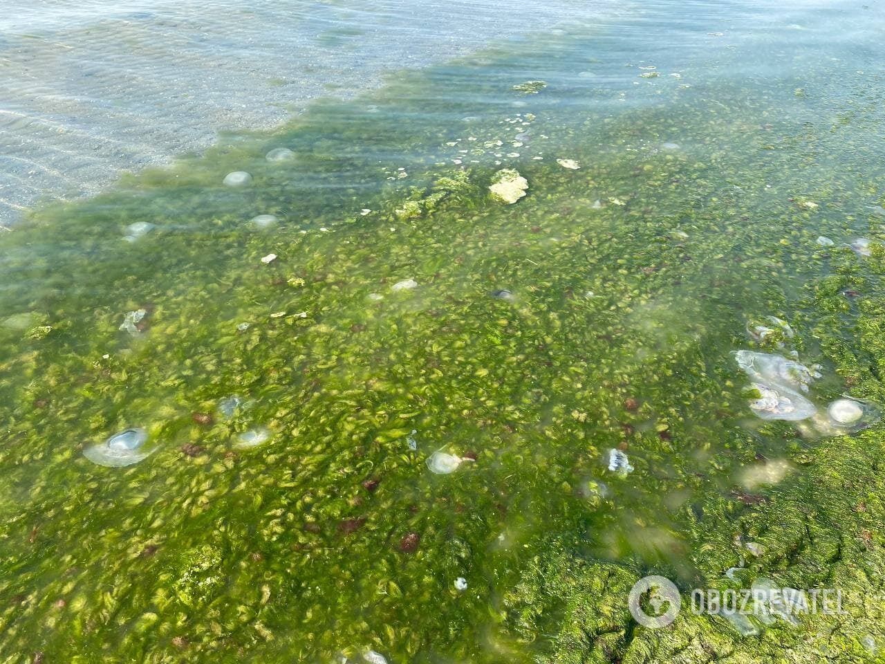 Зеленые водоросли в Коблево