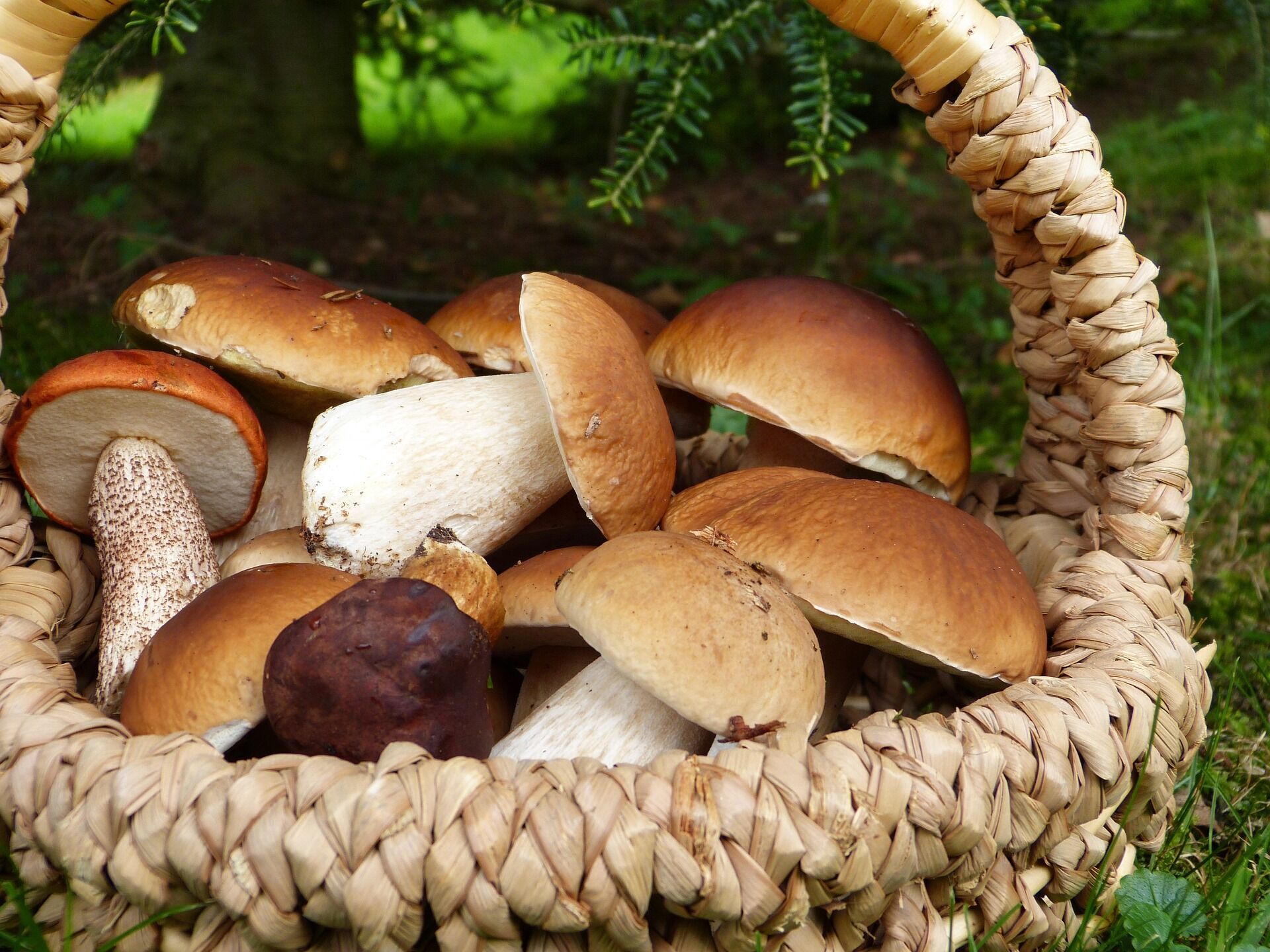 Як правильно готувати лісові гриби