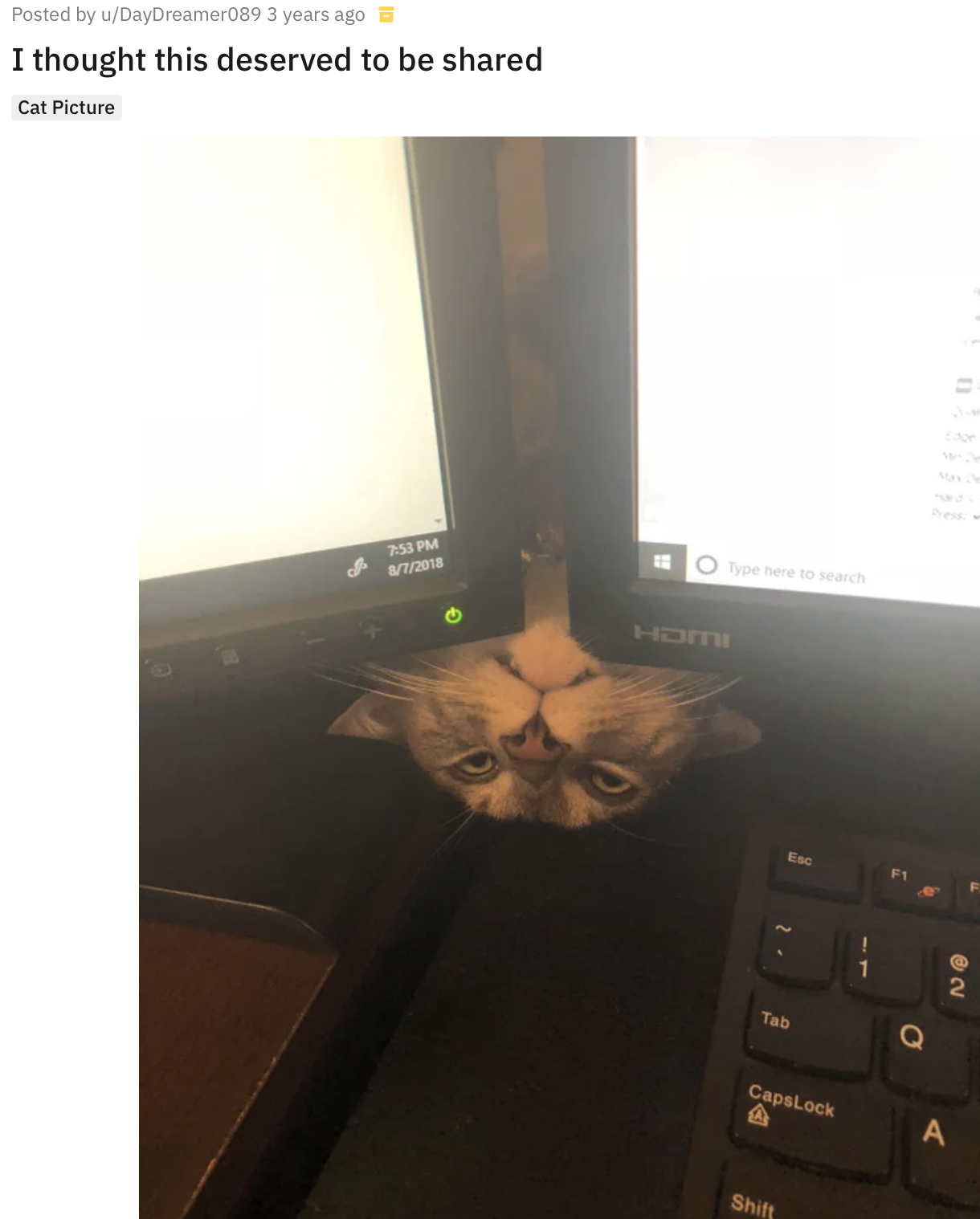 Кот мешает работать.