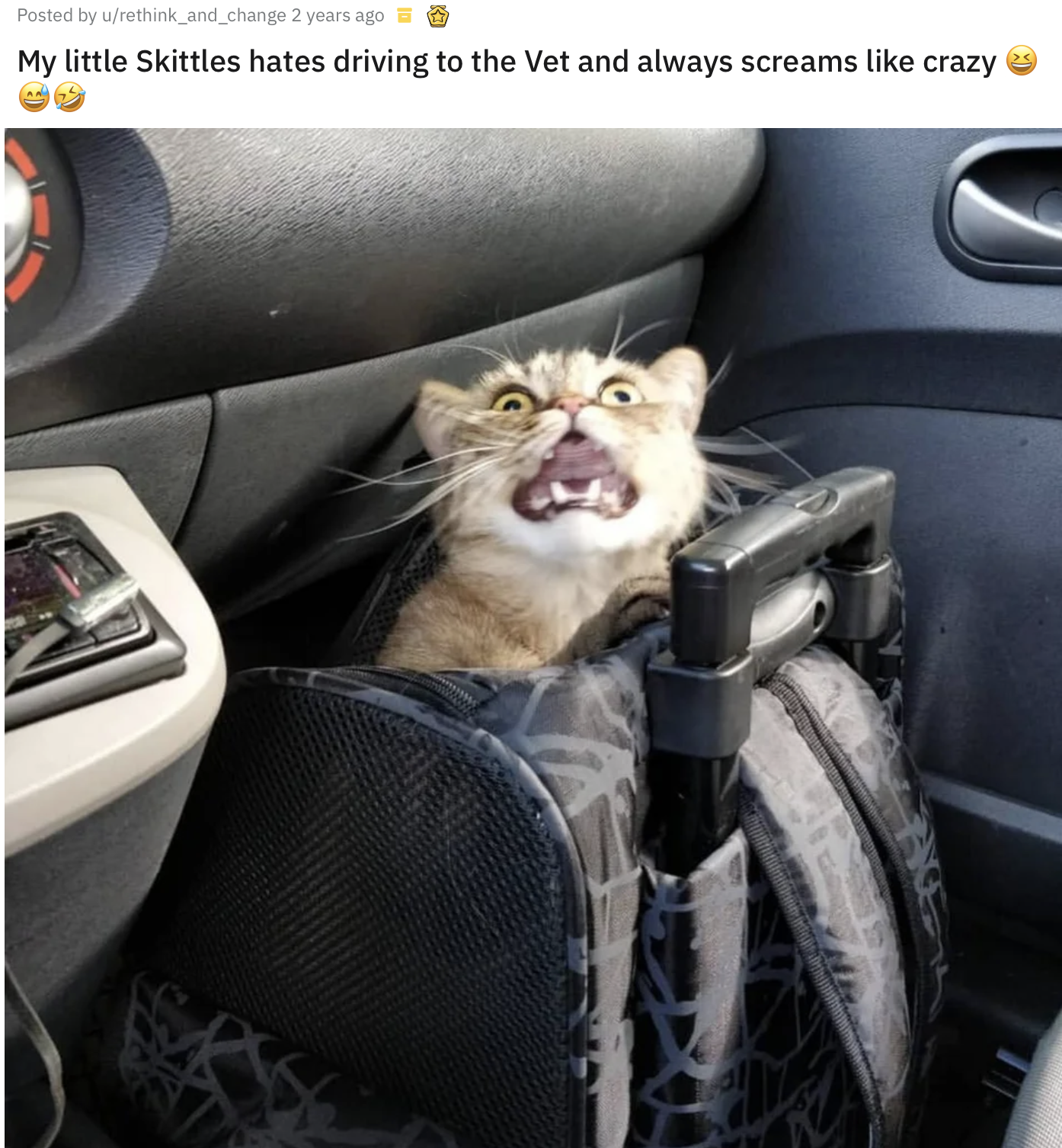 Кіт ненавидить їздити в машині