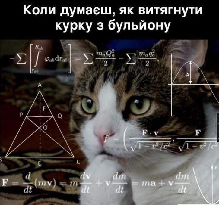 Мем с котом