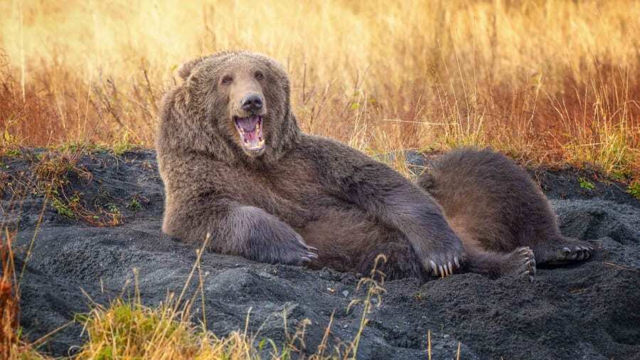 Бурый медведь отдыхает и улыбается на камеру.