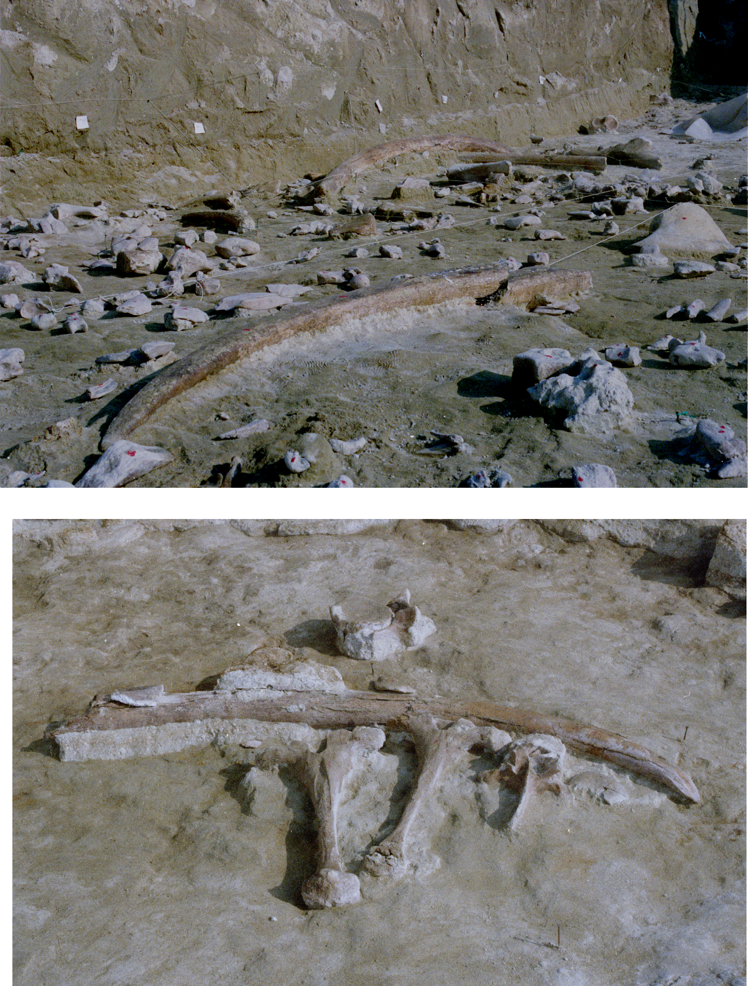 Раскопки проводились с 1979 по 1991 год