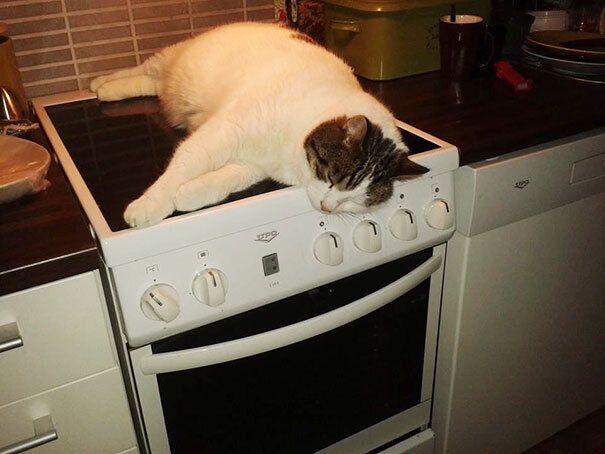 Кот прилег на теплой плитке.