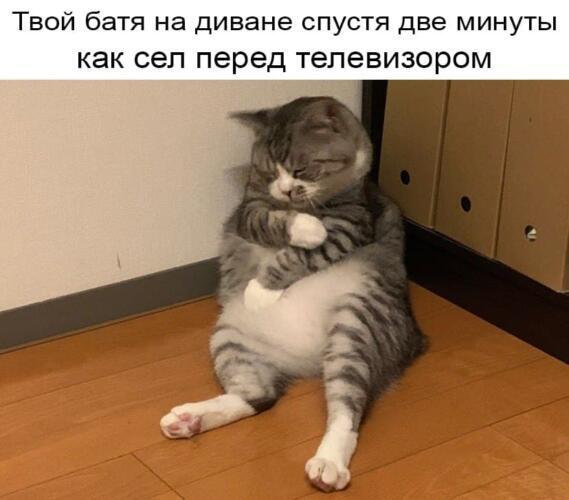 Уставший кот стал мемом