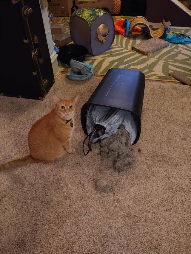 Коту не сподобався сміттєвий бак