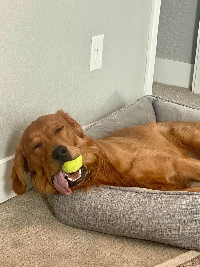Пес обожает свой мяч.