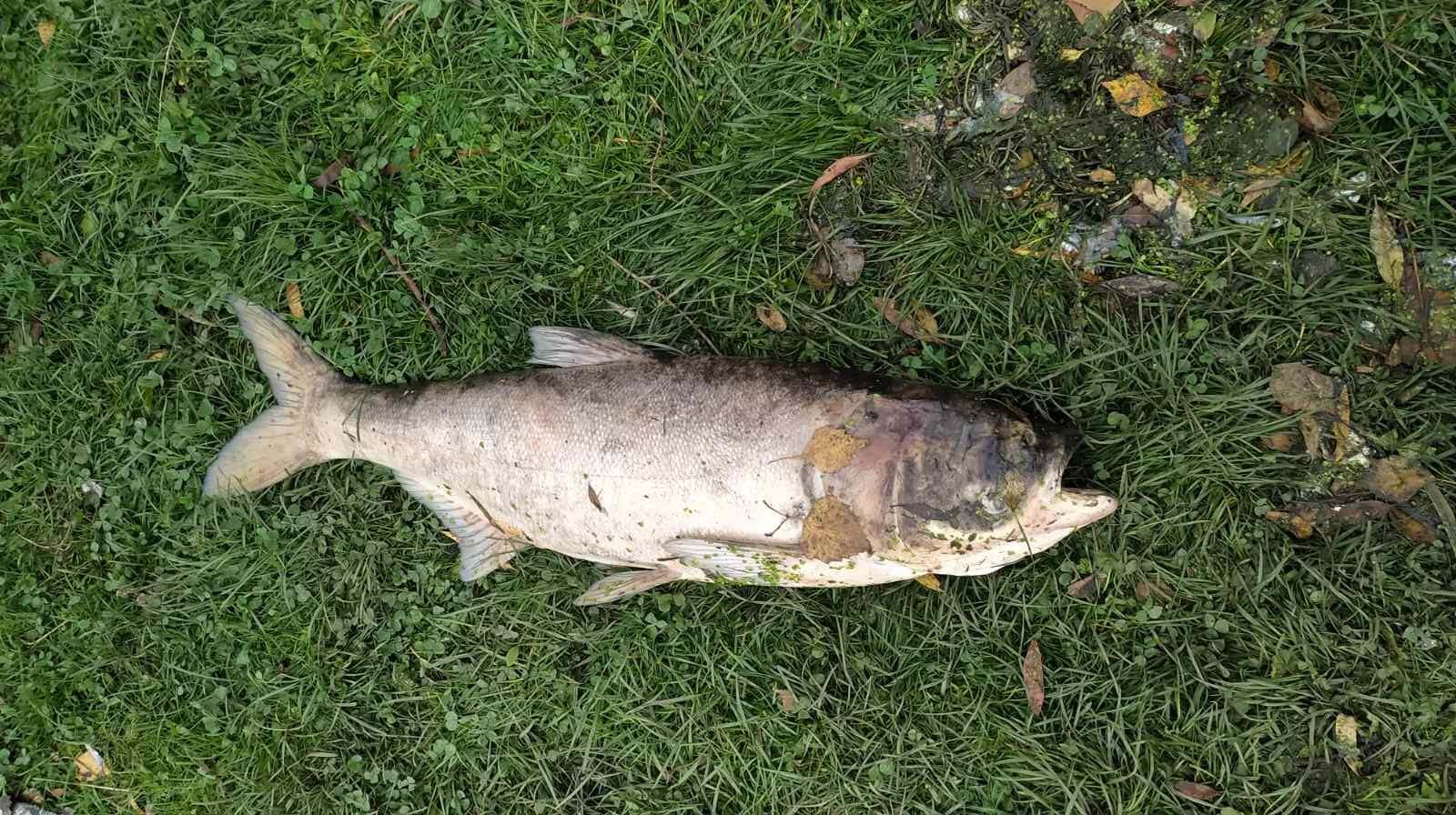 Загибла риба була без зовнішніх пошкоджень