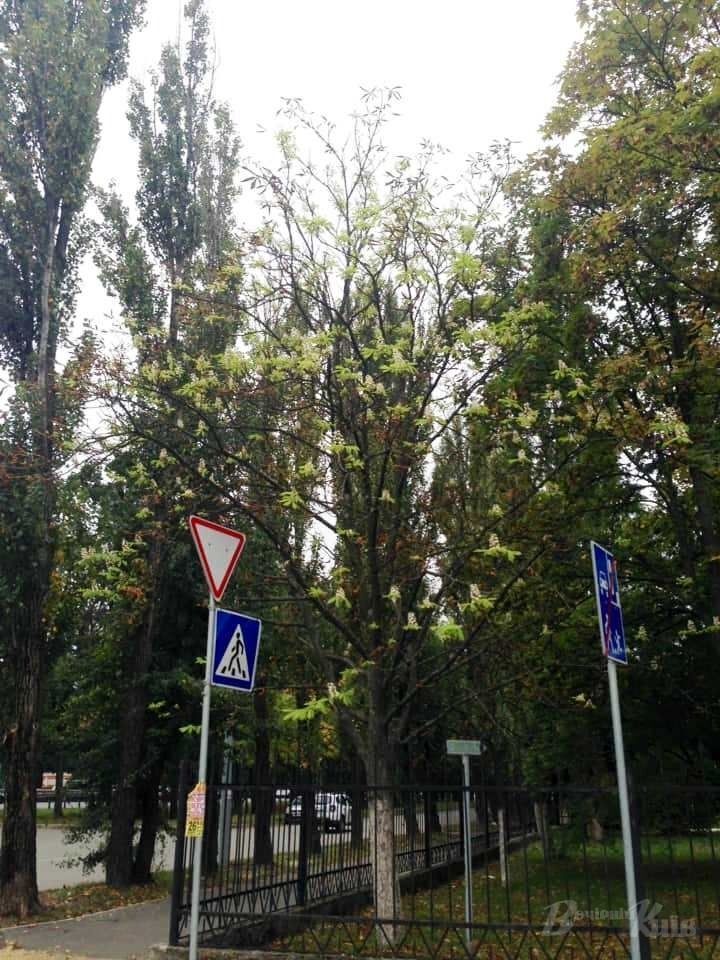 Дерево заметили возле Кибцентра.