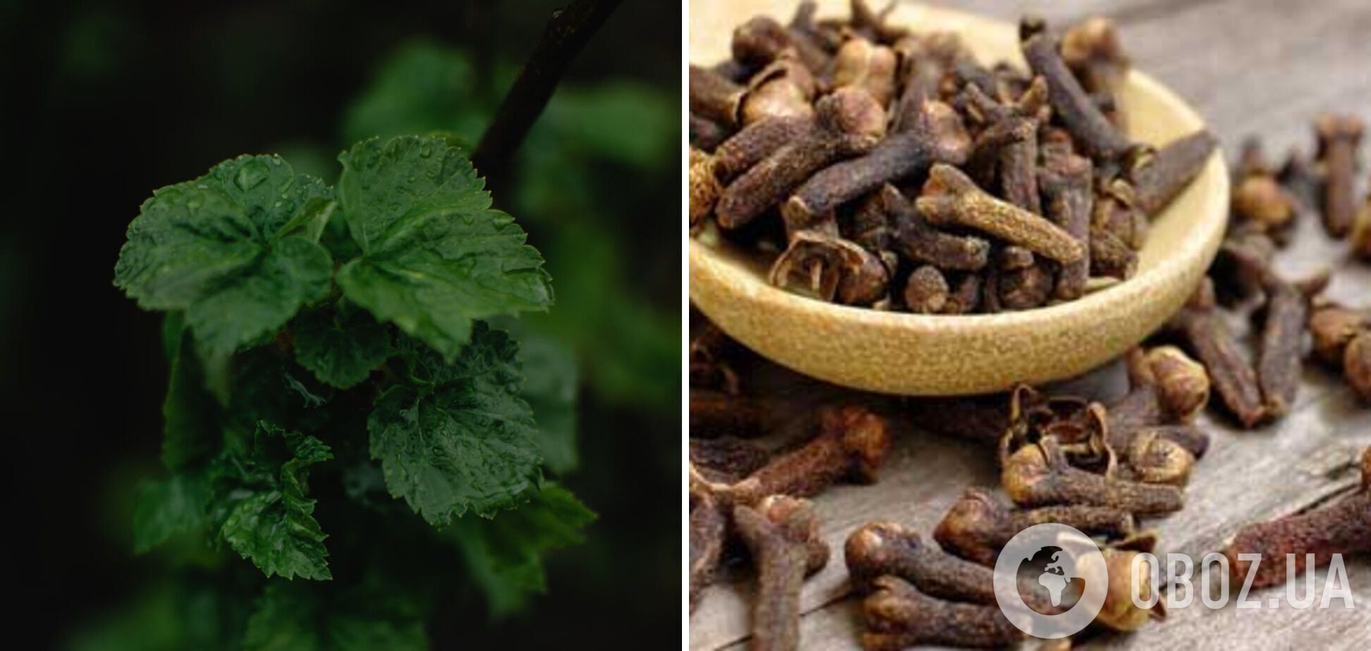 Листя смородини та гвоздика – інгредієнти для маринаду