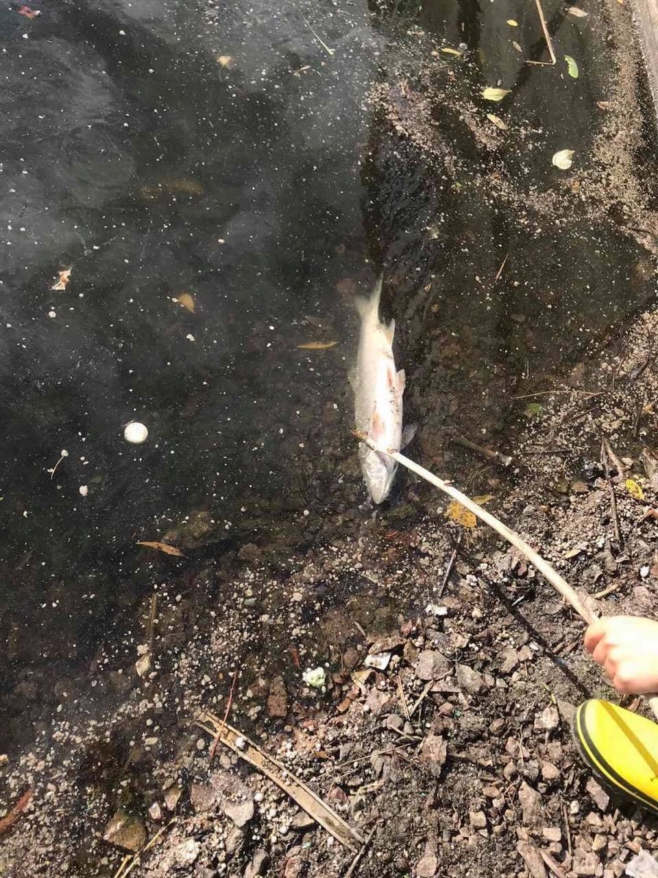 Мертва риба в озері.