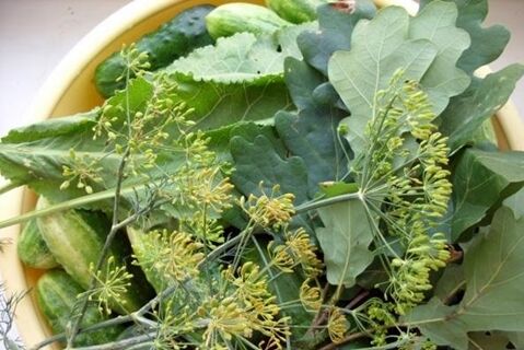 Дубове листя – відмінний інгредієнт для маринування огірків