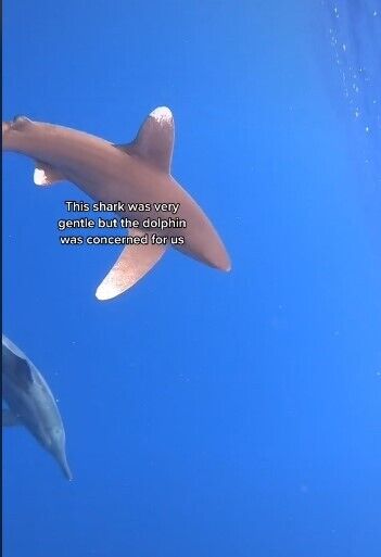 Дельфін захистив чоловіків від акули