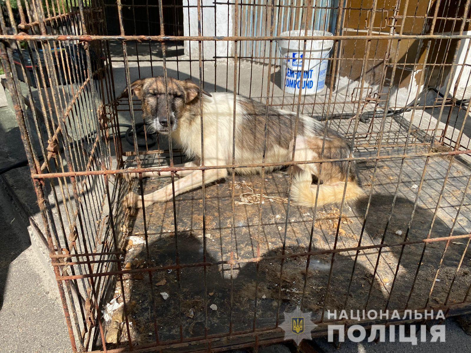 Тварини утримувалися в жахливих умовах.