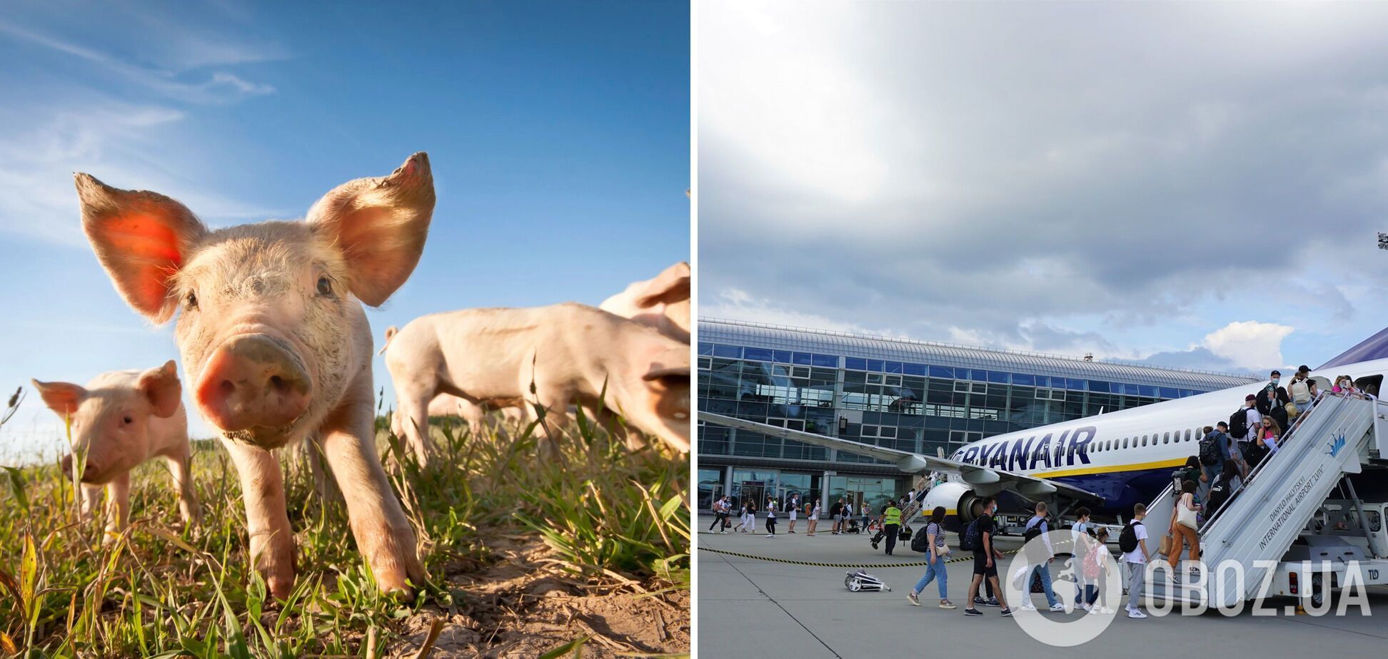 Свині охоронятимуть аеропорт Нідерландів від птахів.
