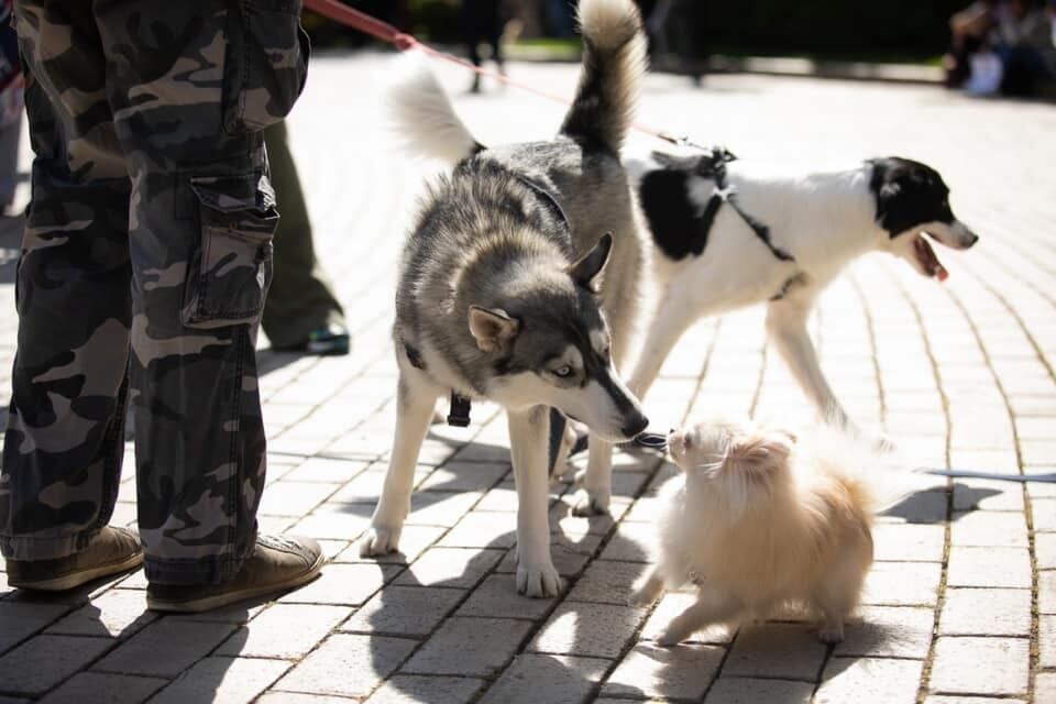 Необходимо на законодательном уровне запретить работу цирков с животными