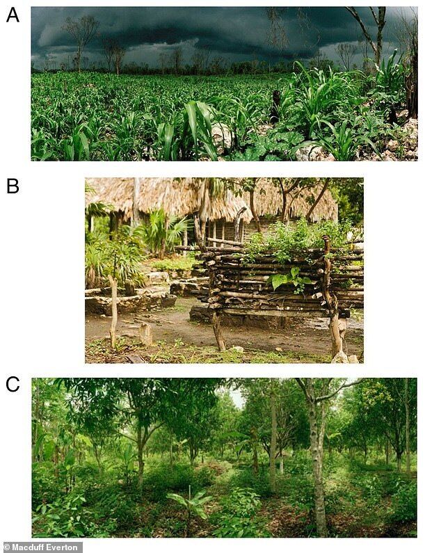 Харчові рослини майя: мілпа (традиційна система змішування регіональних овочів, A), домашній сад (B), лісовий сад (C)