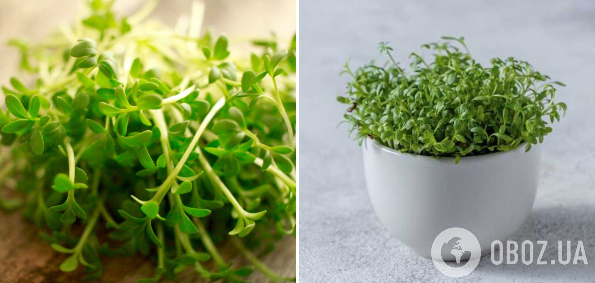 Крес-салат – мікрозелень, яку можна виростити вдома