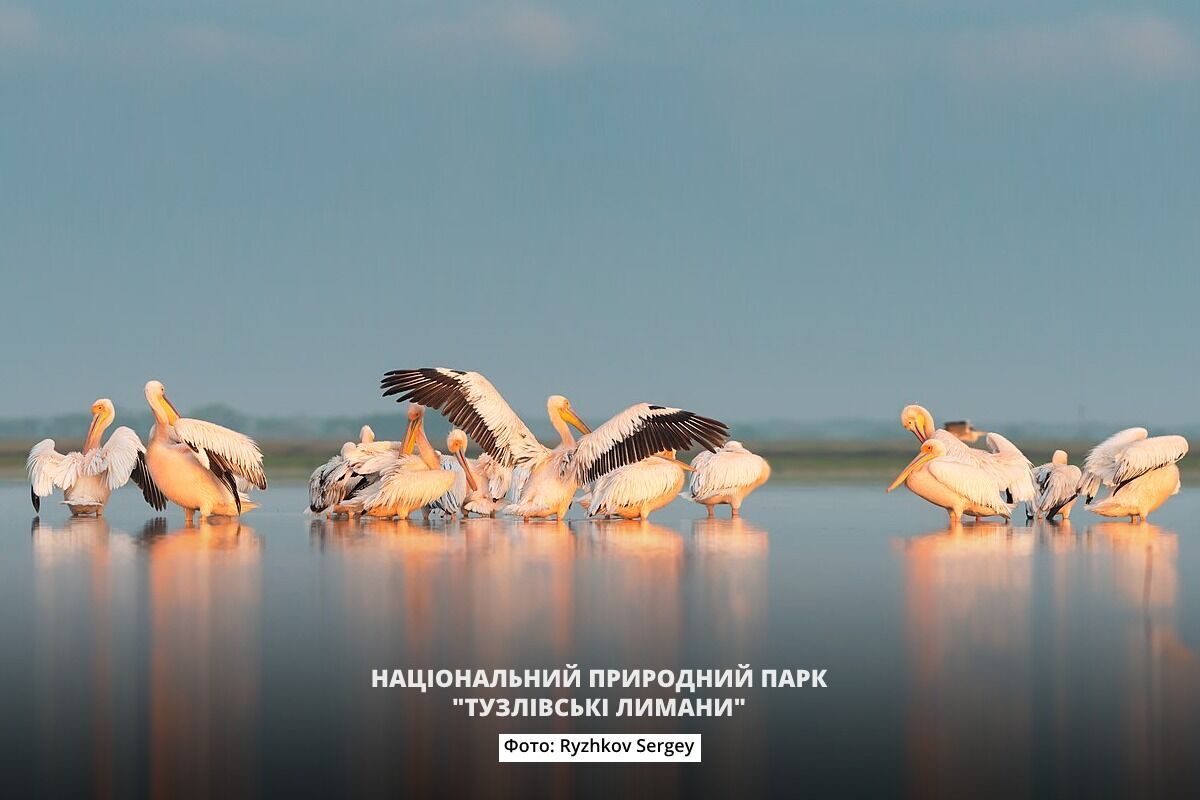 Національний природний парк ''Тузловські лимани''.