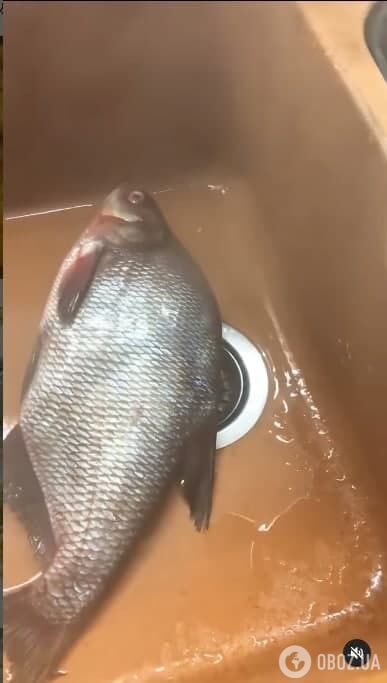 Технология очищения рыбы с чешуей