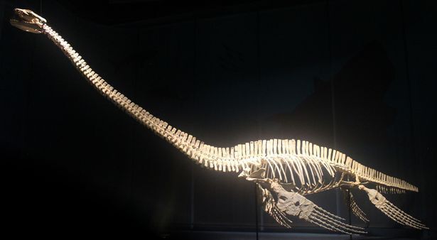 Эласмозавр держал голову ниже или на одном уровне с телом.