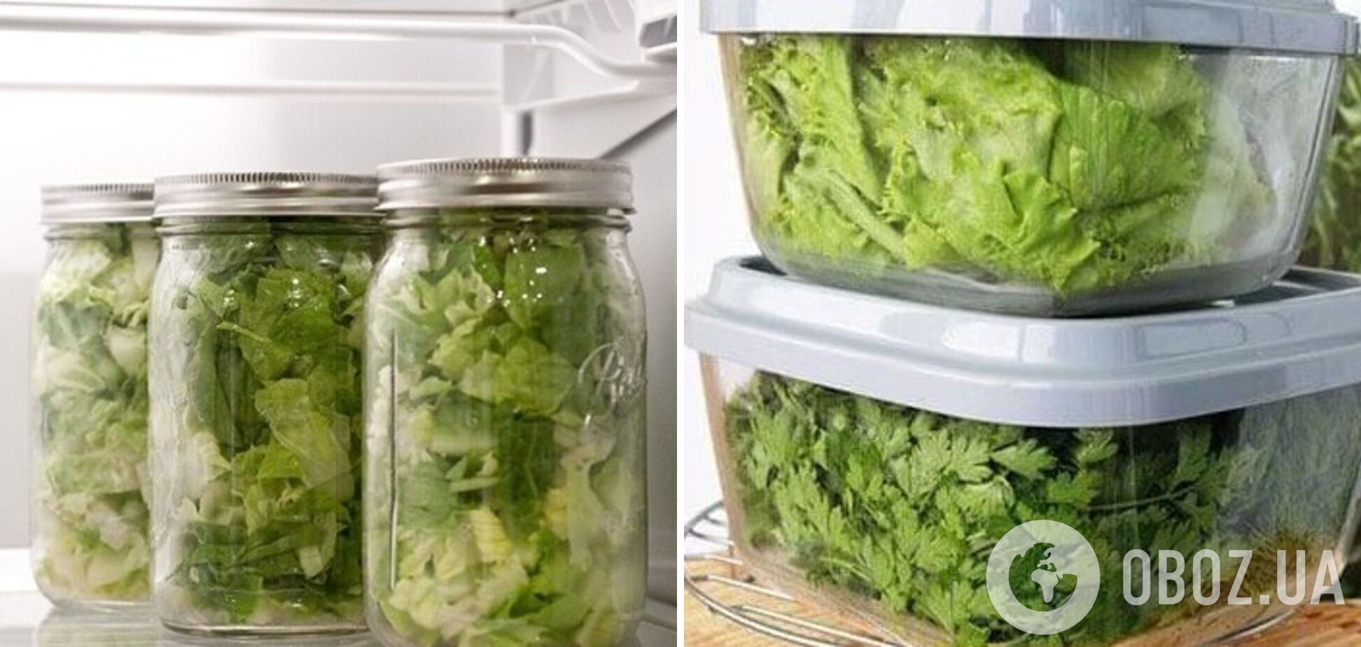Хранение зелени в стеклянных и пластиковых тарах