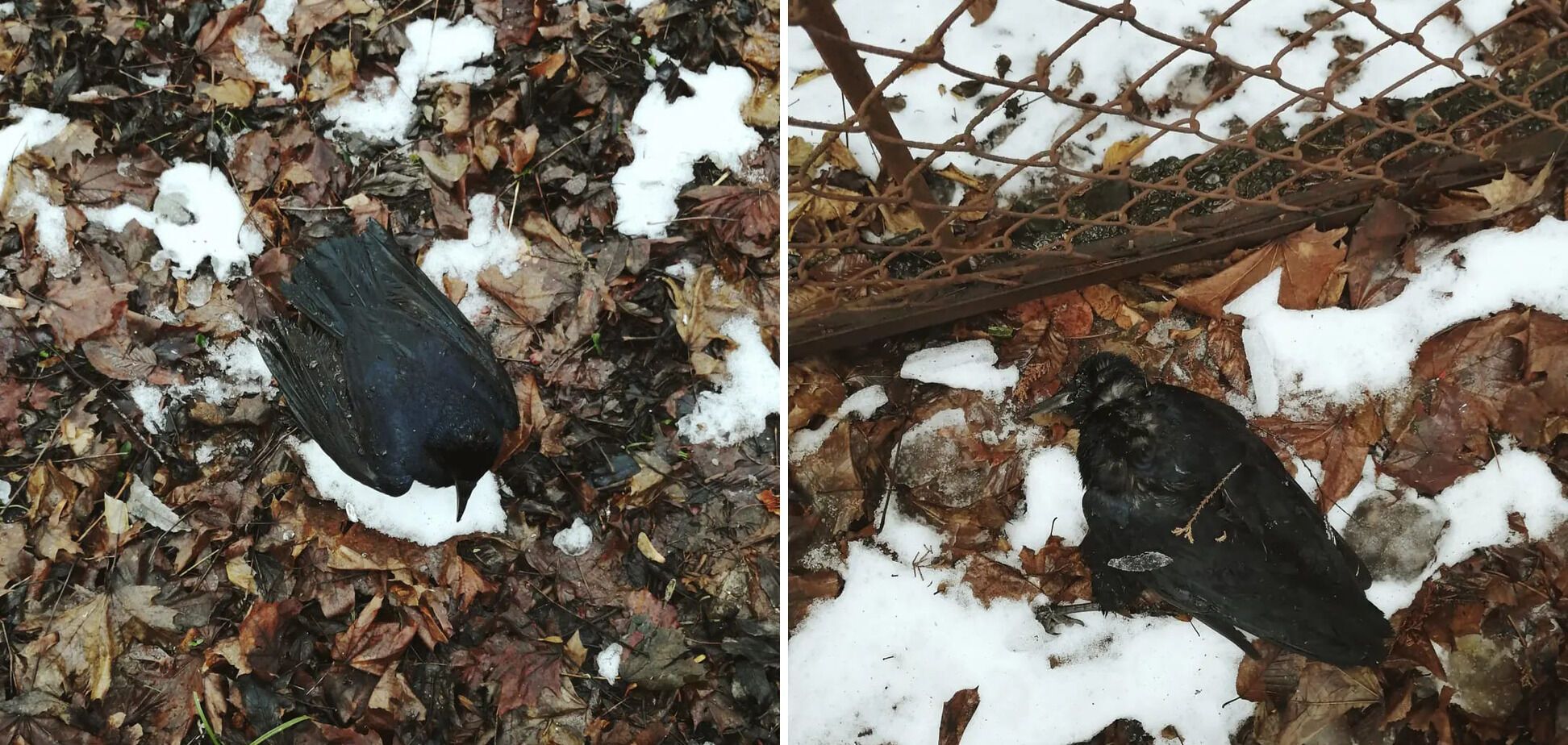 Знайдено тіла 9 пташок.