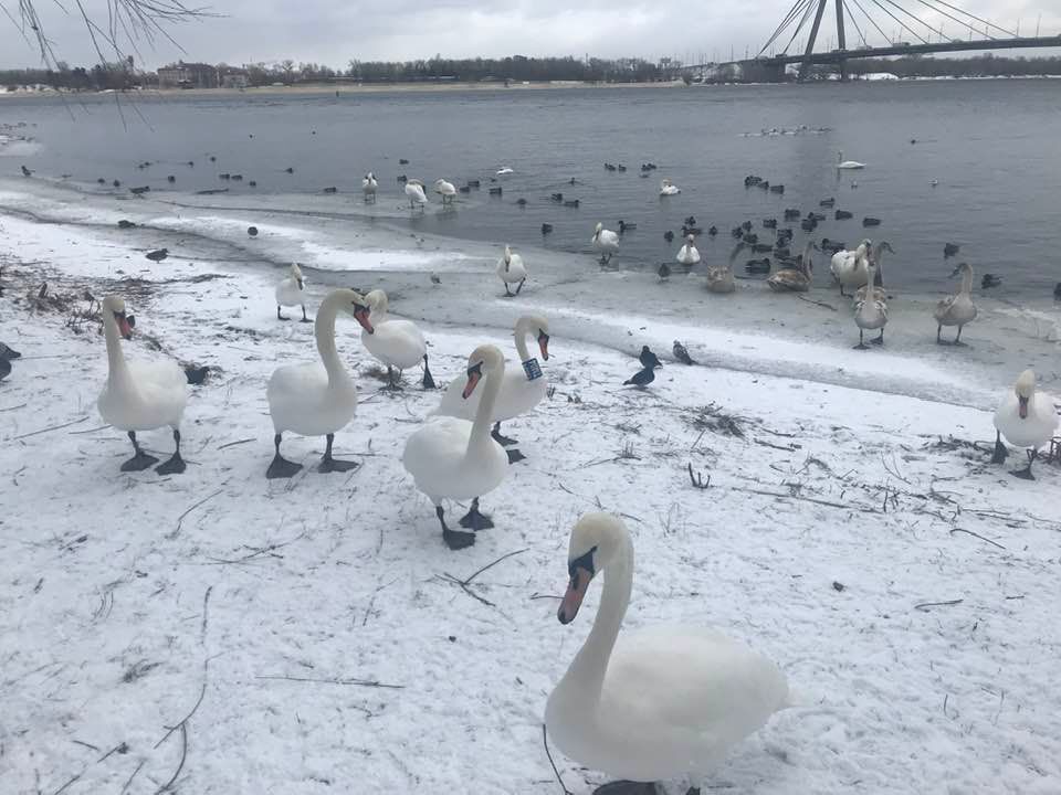 Птахи не бояться людей та охоче йдуть на контакт.