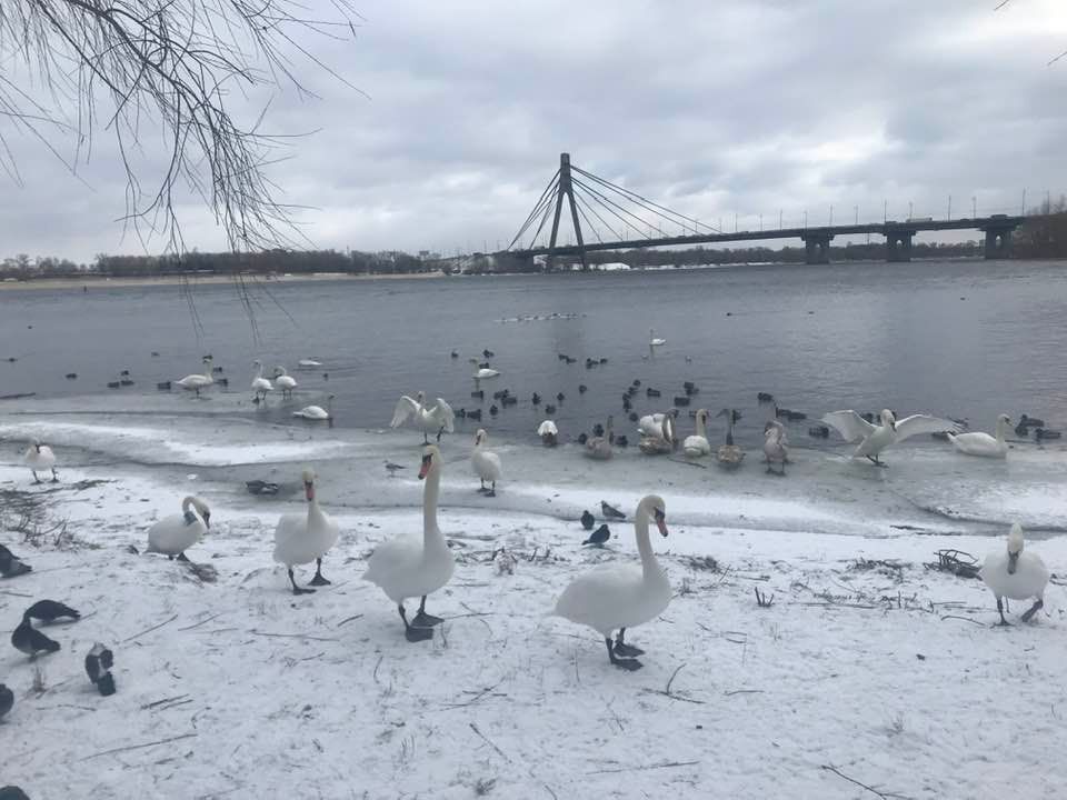 Лебеди поселились в парке Наталка.