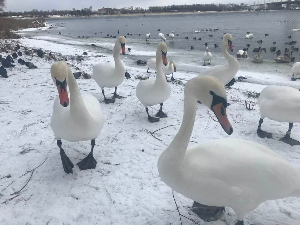 В парке поселились десятки лебедей.