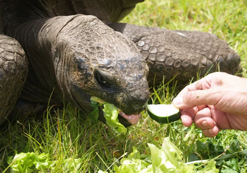 190-летняя черепаха снова побила рекорд долголетия: как выглядит ровесник телеграфа. Фото и видео