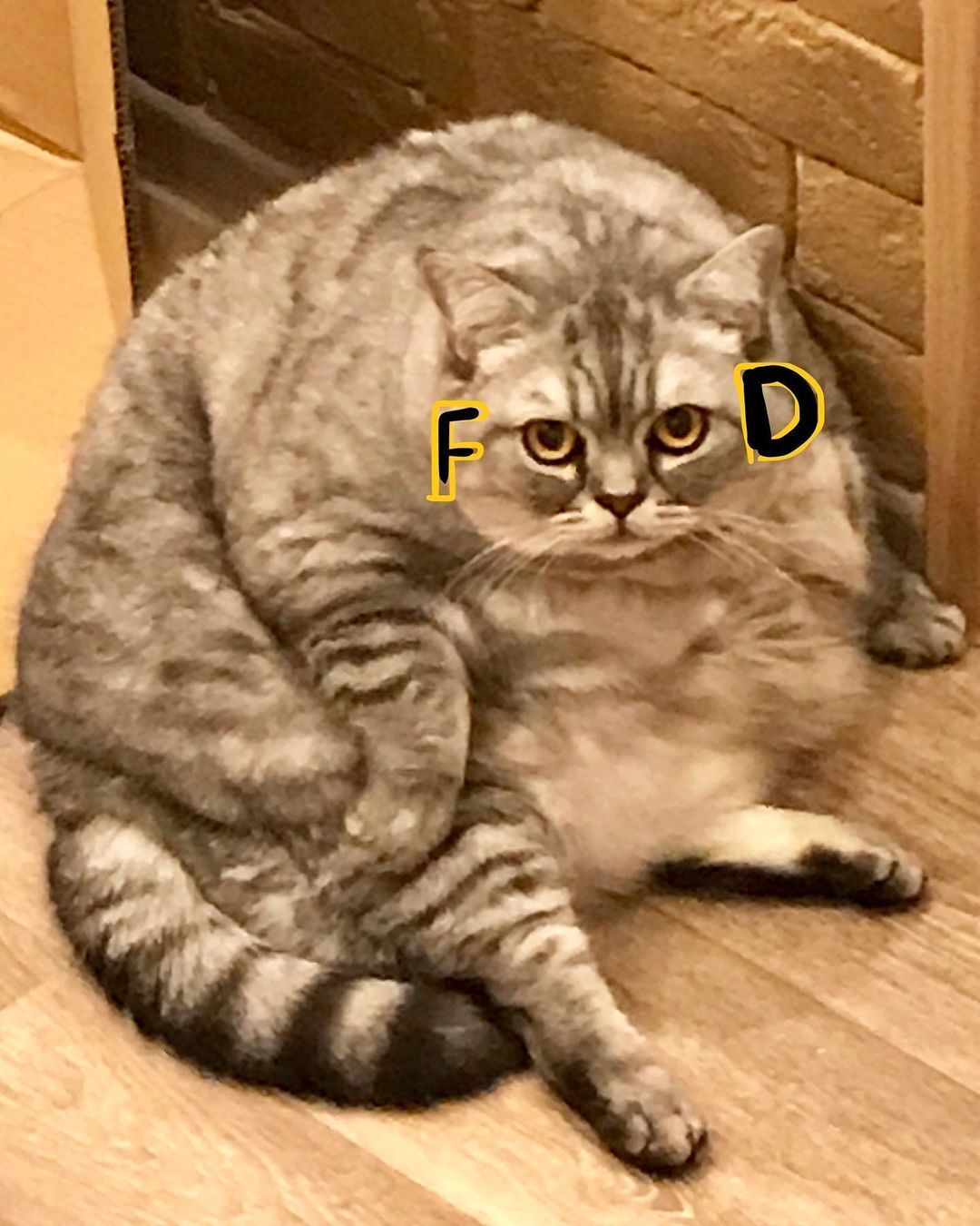 Лизня – одна из самых толстых кошек в мире