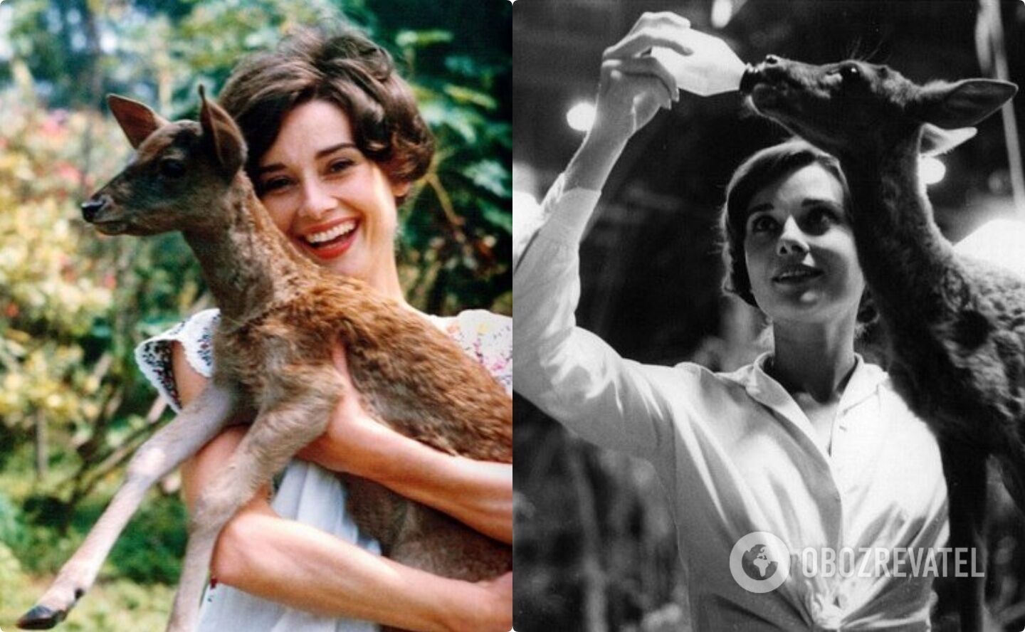 Одри Хепберн завела дома оленя после съемок в фильме "Зеленые особняки".