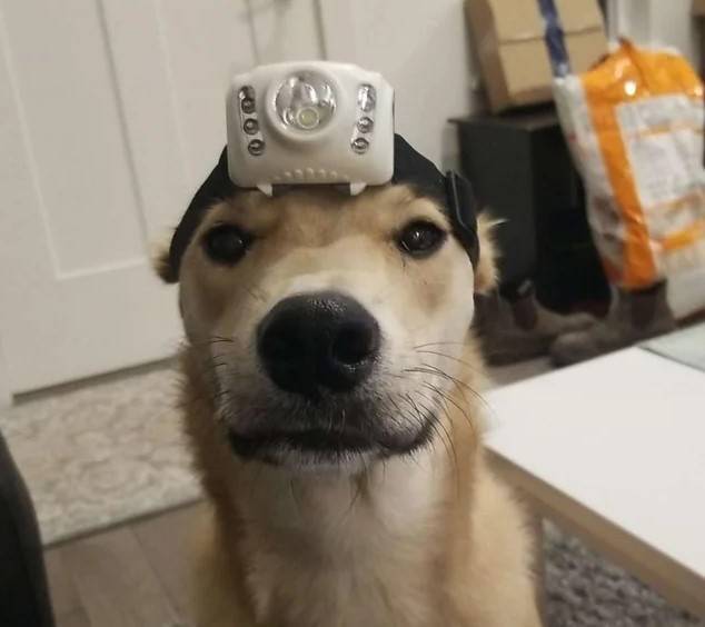 Пес с фонариком на голове