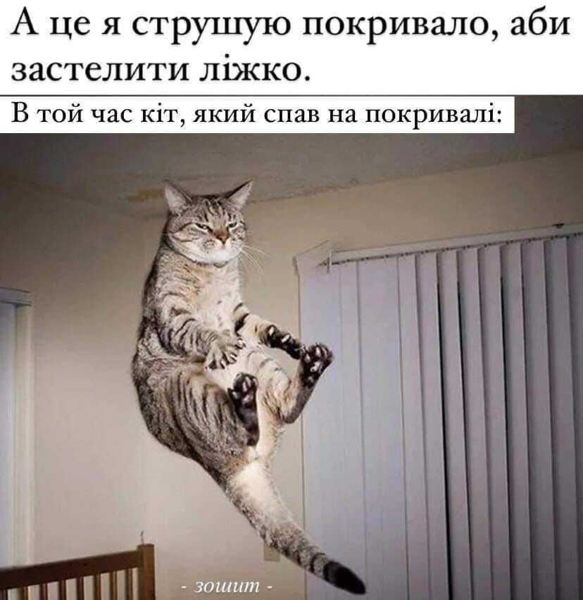 Мем із котом