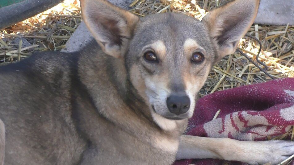 На Запоріжжі пес врятував життя цілої родини під час ракетних ударів, ''сповістивши'' про загрозу. Відео 