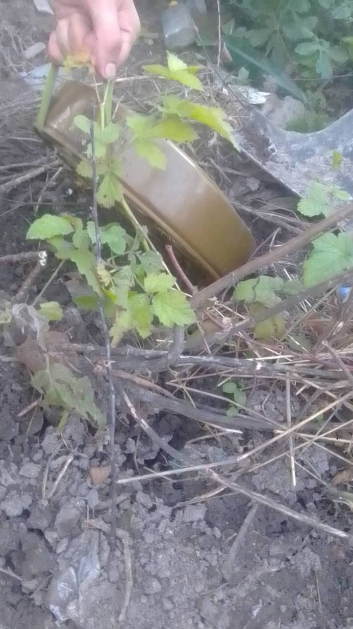 На Київщині під час обстеження лісосмуги під грибом знайшли міну. Фото і відео