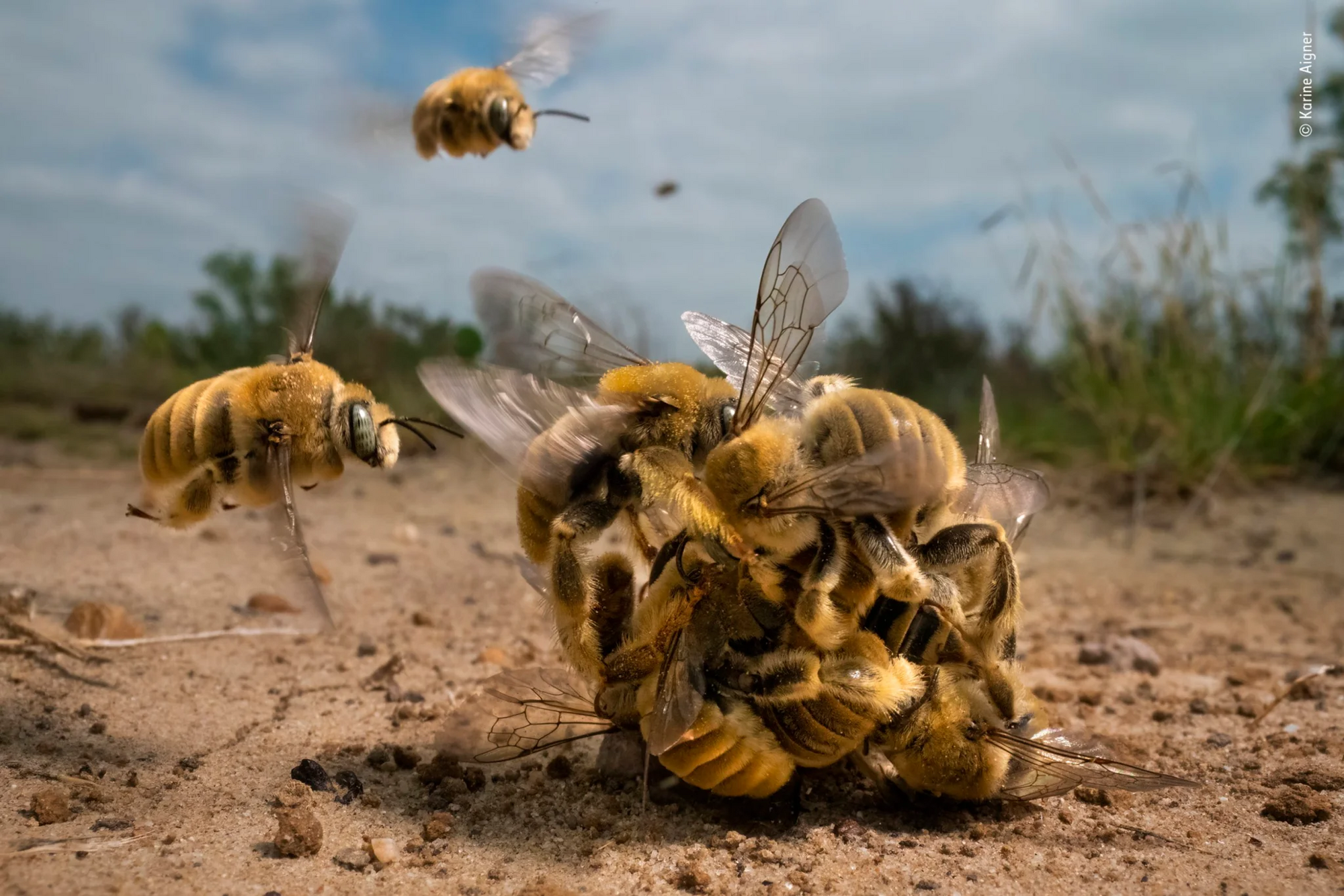 Пчелиная оргия выиграла конкурс на лучшее фото дикой природы 2022 года