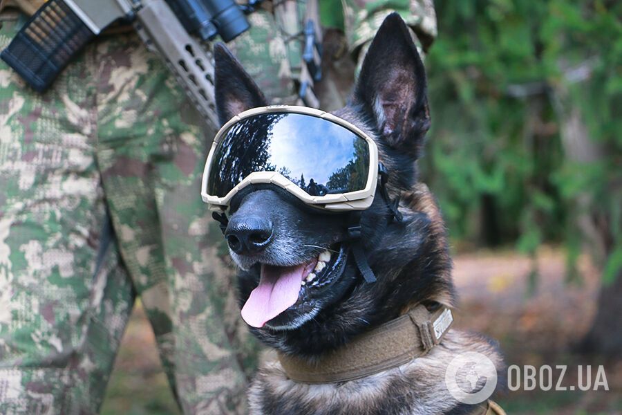 В Харьковской области служебный пес Нацгвардии нашел целый российский БПЛА. Фото
