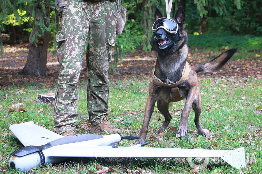В Харьковской области служебный пес Нацгвардии нашел целый российский БПЛА. Фото
