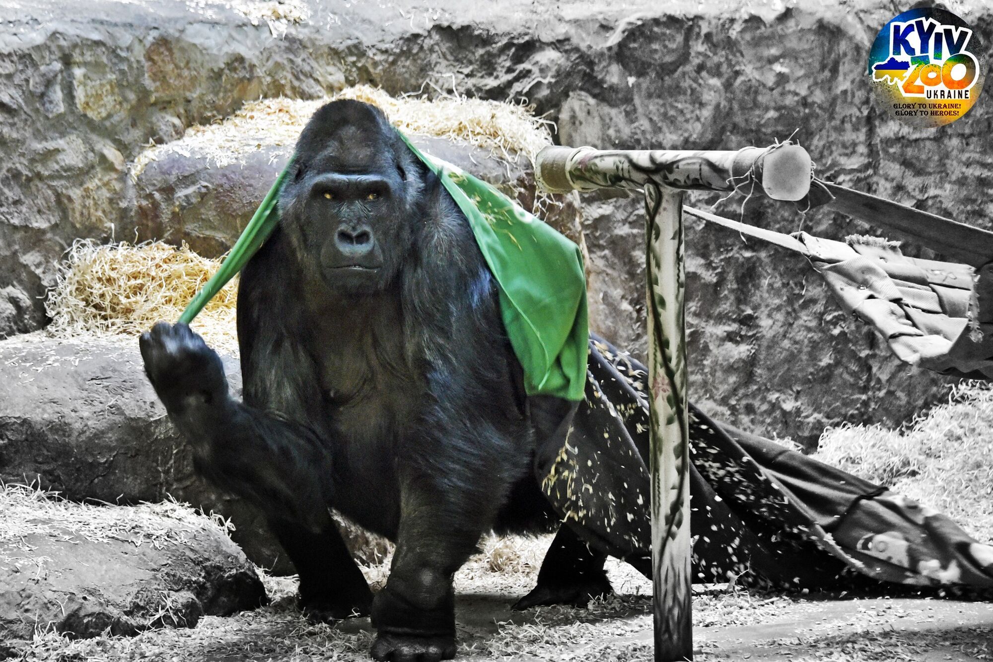 В зоопарке Киева будут зимовать более 200 животных, спасенных животных из наиболее пострадавших Украины