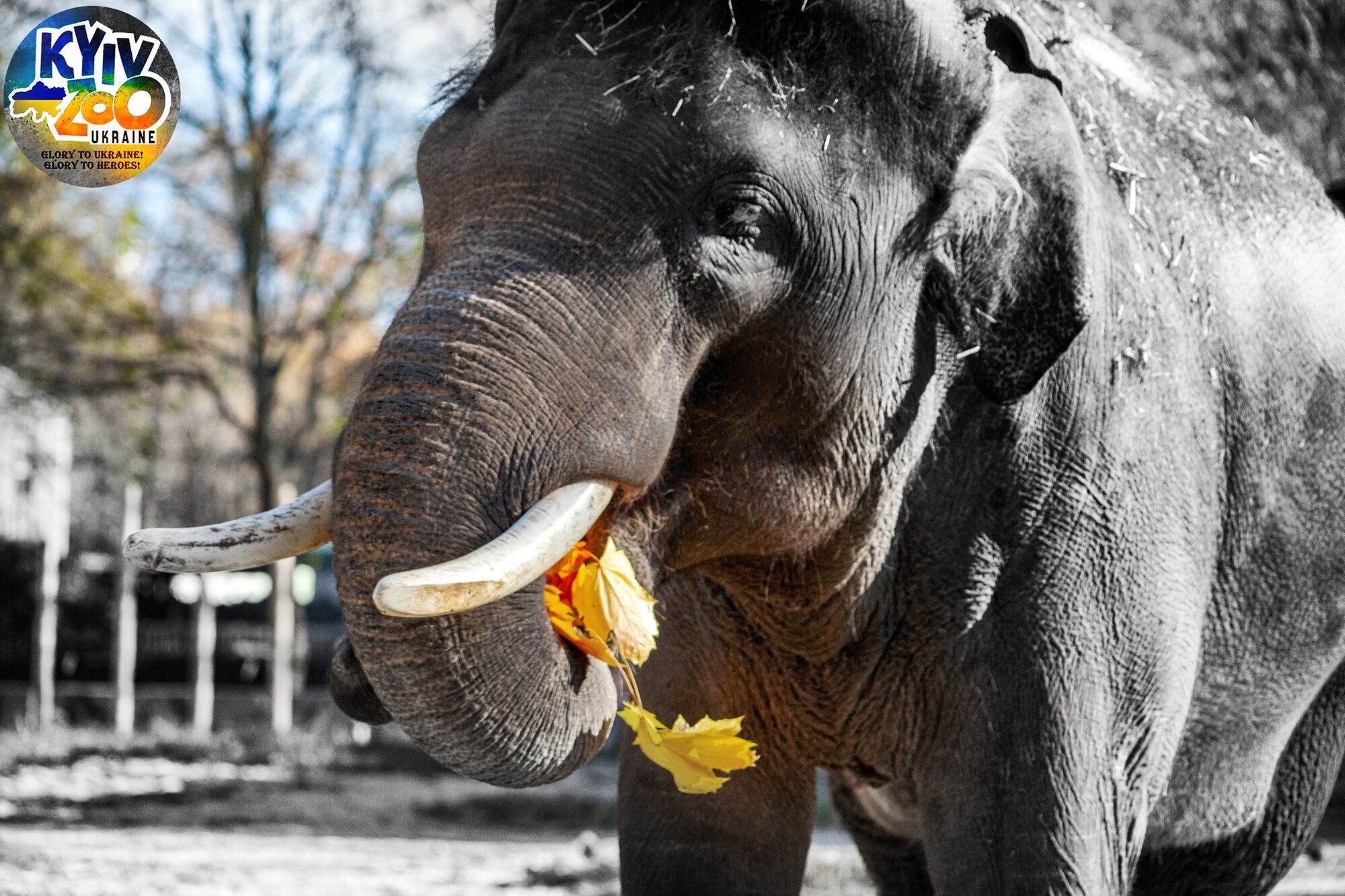 В зоопарке Киева будут зимовать более 200 животных, спасенных животных из наиболее пострадавших Украины