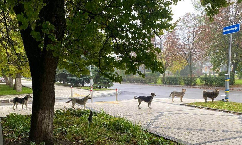 В Краматорске собаки стали в очередь за едой: пораженный волонтер поделился фото, которое стало вирусным