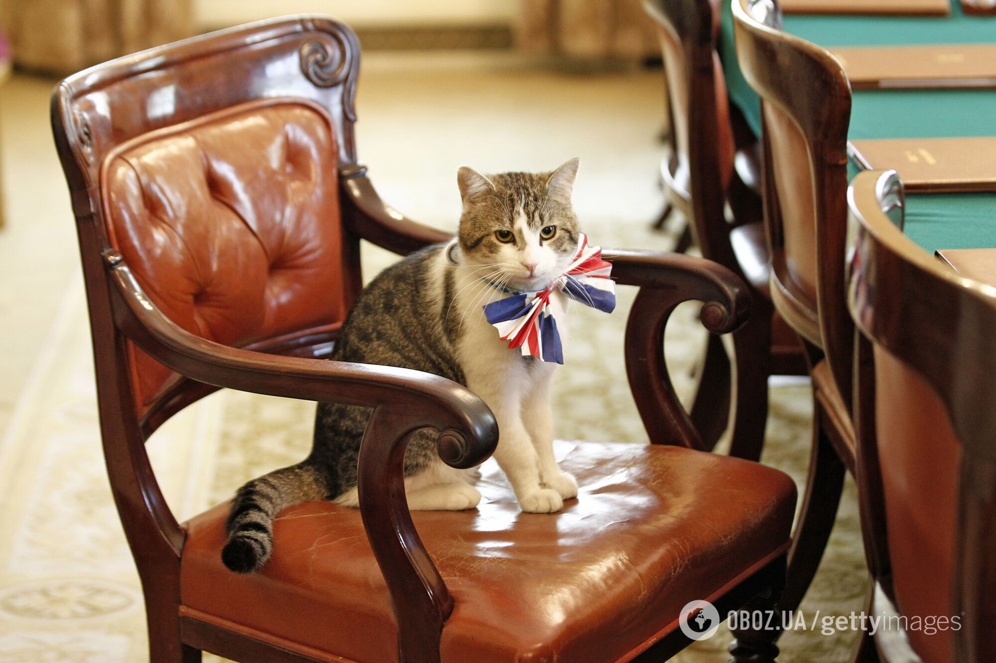 Кіт Ларрі з резиденції британських прем'єрів "відреагував" на відставку Ліз Трасс