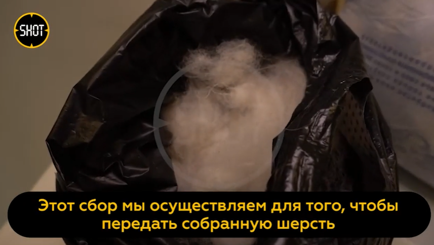 В Челябинске начали собирать по всей России собачью шерсть, чтобы вязать носки солдатам. Видео