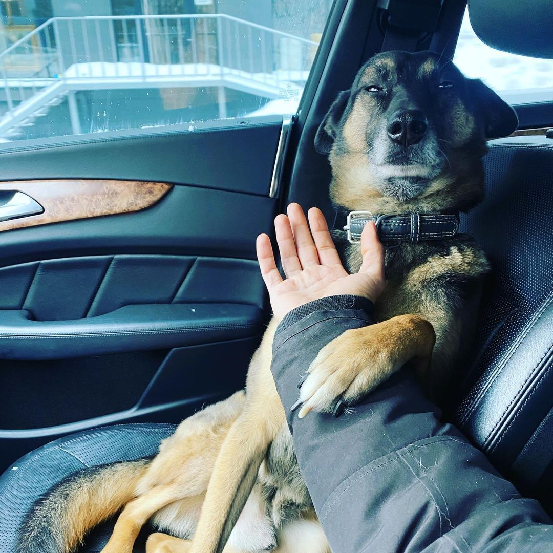 "Поверніть йому око, бо він не бачить, що я страждаю": пес Масі Найєма, якого захисник знайшов на війні, "веде" Instagram
